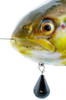 Guma Westin Tommy The Trout Inline