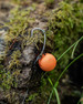 Przypon karpiowy FOX Carp Edges Spinner Rig